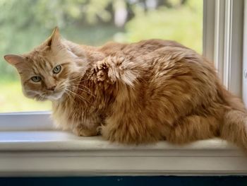 Cat lying on window sill