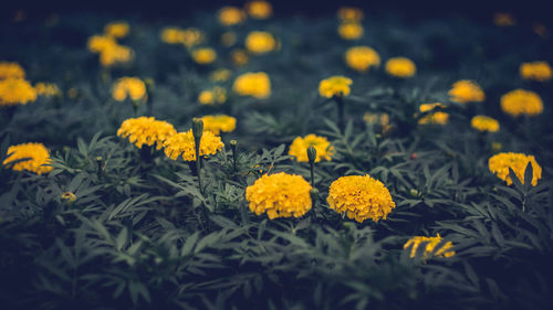 Close-up of yellow flowers on field