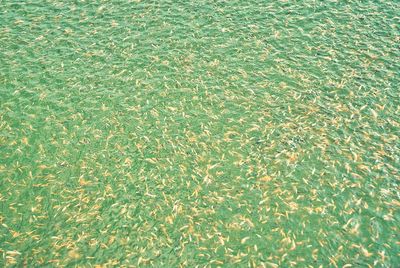 Full frame shot of grass in water