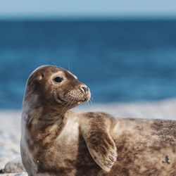 Seal at beach looking away