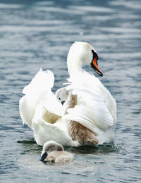 Swan and cygnet