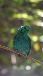 Close-up of bird perching on branch