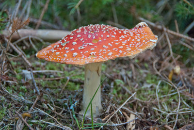 Close-up of fly agaric mushroom on field