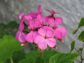 Close-up of pink flowering plant