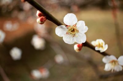 Close-up of white flowers