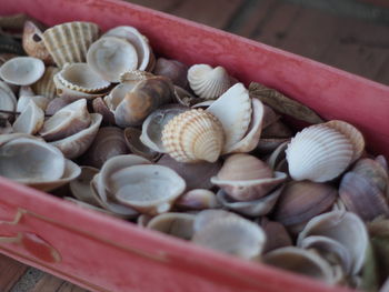 High angle view of shells