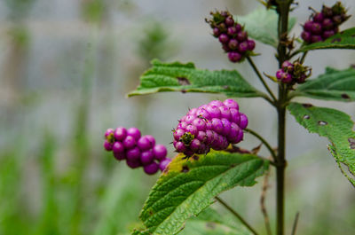 Close-up of pink flowering plant