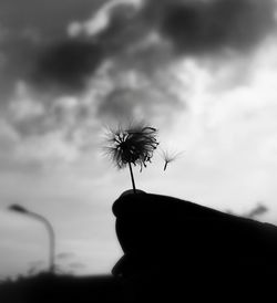 Close-up of dandelion flower against blurred background