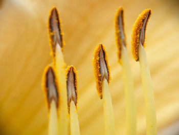 Close-up of yellow flower