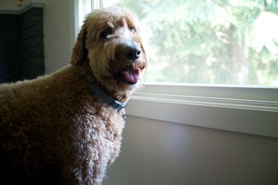 Goldendoodle looking away while standing by glass window at home