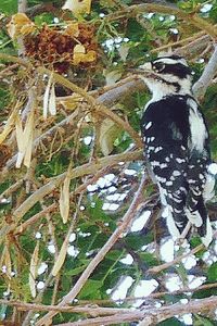 Close-up of lizard on tree