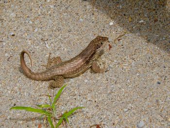 High angle view of lizard on sand