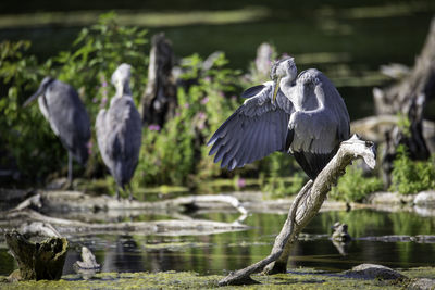 High angle view of gray heron perching on wood in lake