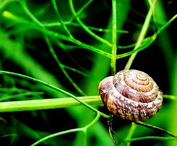 Close-up of snail on leaf