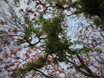 Low angle view of flowering tree against sky