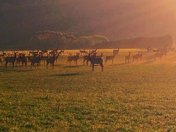 Horses on landscape against sky during sunset