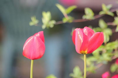 Close-up of red tulips blooming outdoors