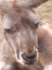 Close-up portrait of a horse