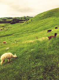 Sheep grazing in grassy field