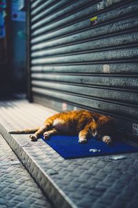 View of a dog sleeping