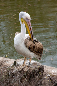 Close-up of pelican on lakeshore