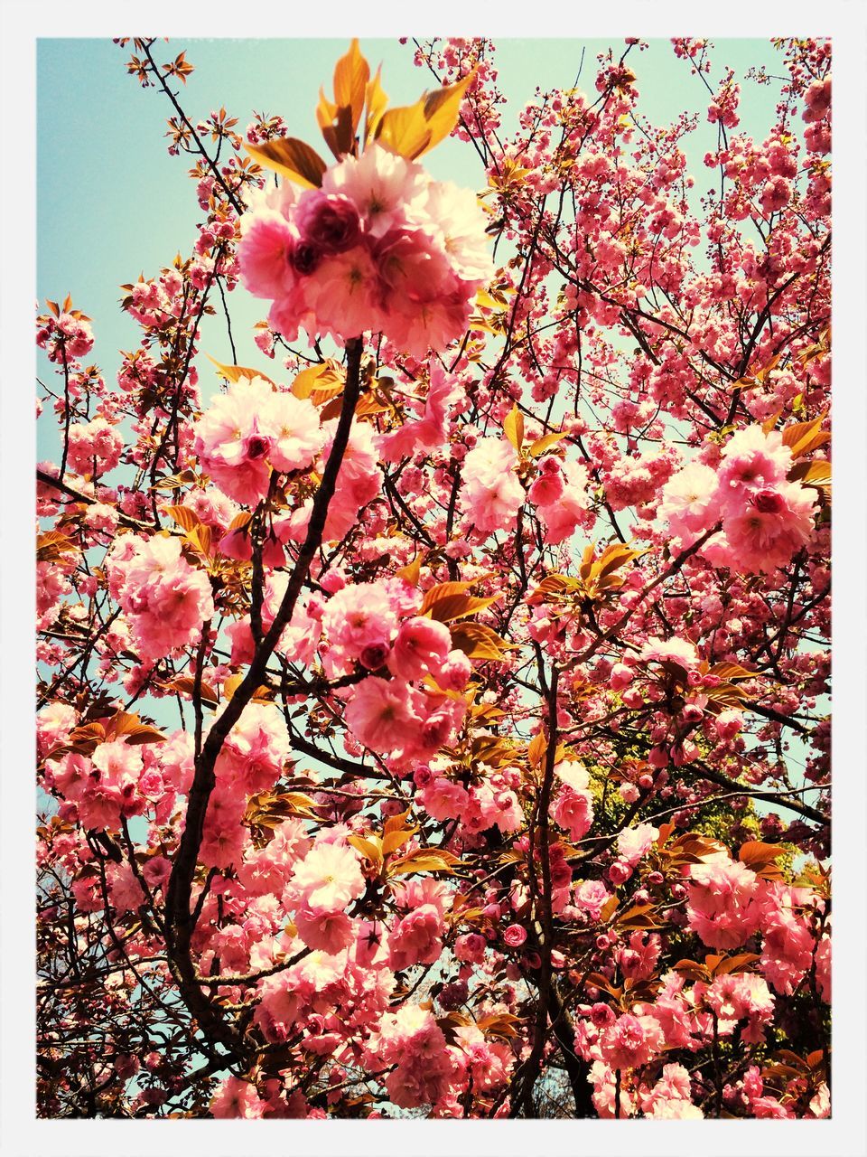 flower, freshness, fragility, pink color, growth, transfer print, beauty in nature, blossom, petal, nature, branch, low angle view, auto post production filter, tree, blooming, in bloom, pink, flower head, sky, springtime