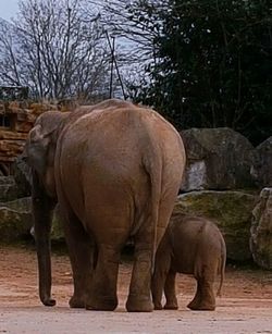 Elephant standing by tree against sky