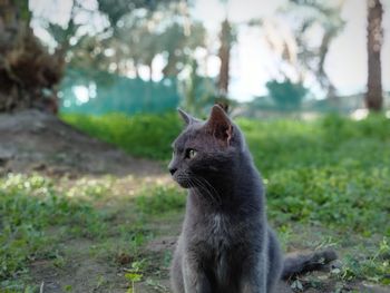 Cat looking away on field