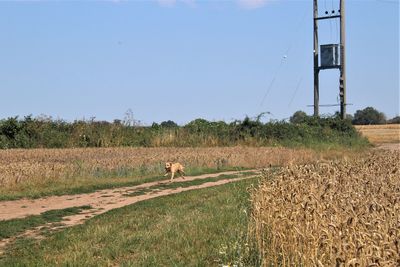 Scenic view of agricultural field against clear sky