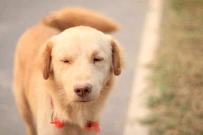 Close-up portrait of dog standing outdoors