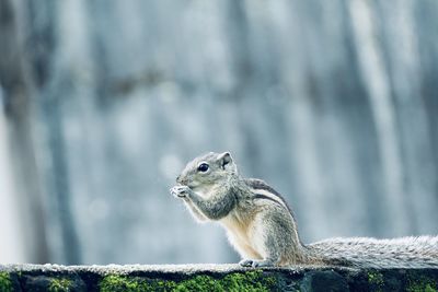 Side view of squirrel on tree in forest