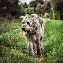 Dog on field