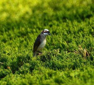 Bird perching on a field