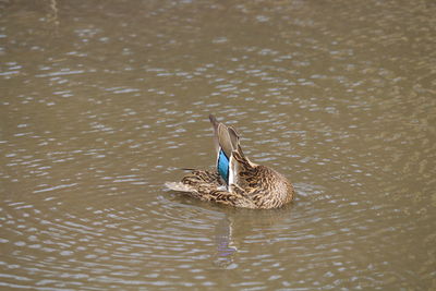 Duck swimming in lake