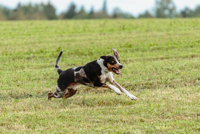 Catahoula leopard dog running in and chasing coursing lure on field