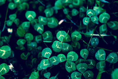 Full frame shot of raindrops on plants