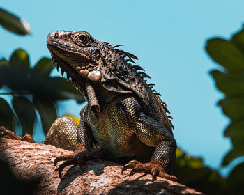 Close-up of reptile iguana on top of a tree from the caribbean, puerto rico