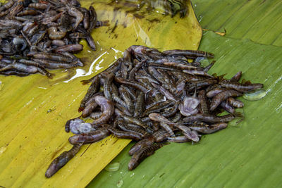 High angle view of dead fish on leaves