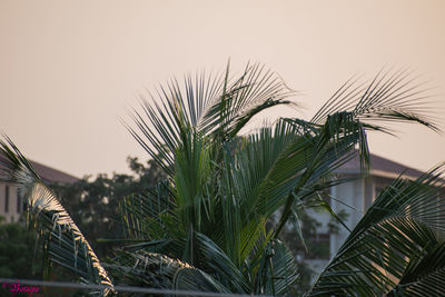 Close-up of palm tree against clear sky