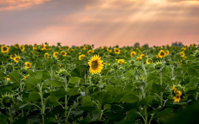 Close-up of yellow flowering plant on field against sky