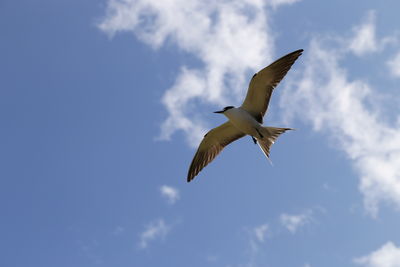 Low angle view of seagull flying in sky