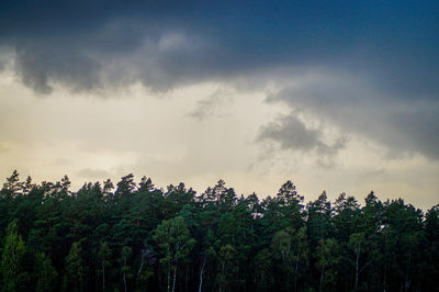 Scenic view of forest against sky