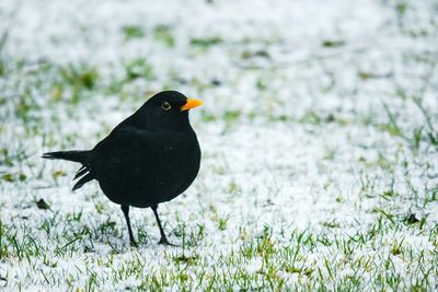 Close-up of bird perching on field