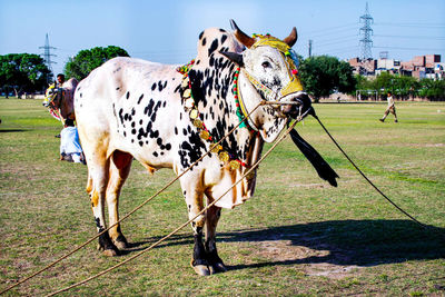 Full length of a horse standing on field