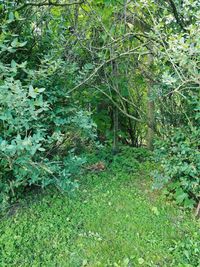 Trees growing in forest