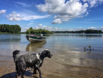 Dog standing on beach