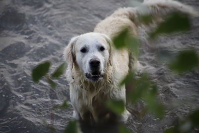 Portrait of dog