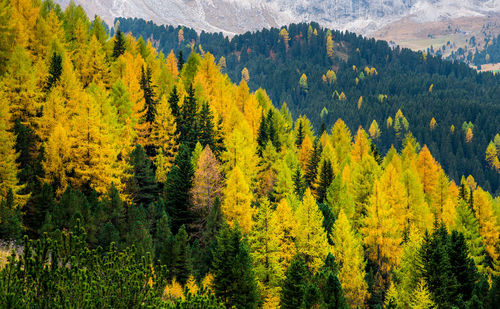 Scenic view of pine trees in forest during autumn