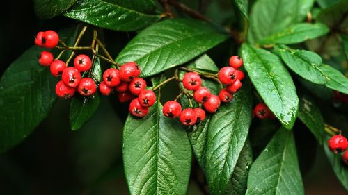 Close-up of red berries growing on tree