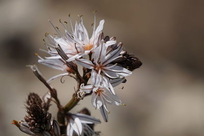 Close-up of white flowering plant